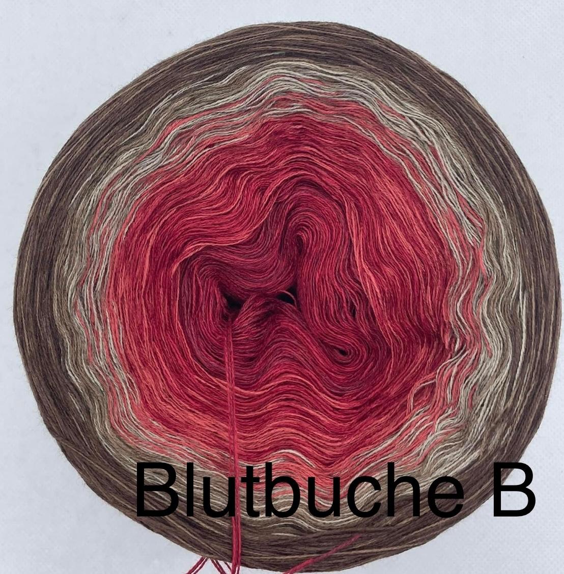 Blutbuche B