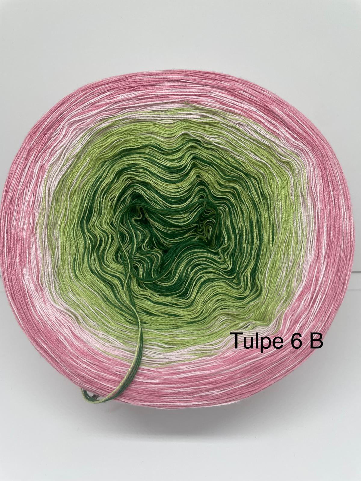 Tulpe 6 B