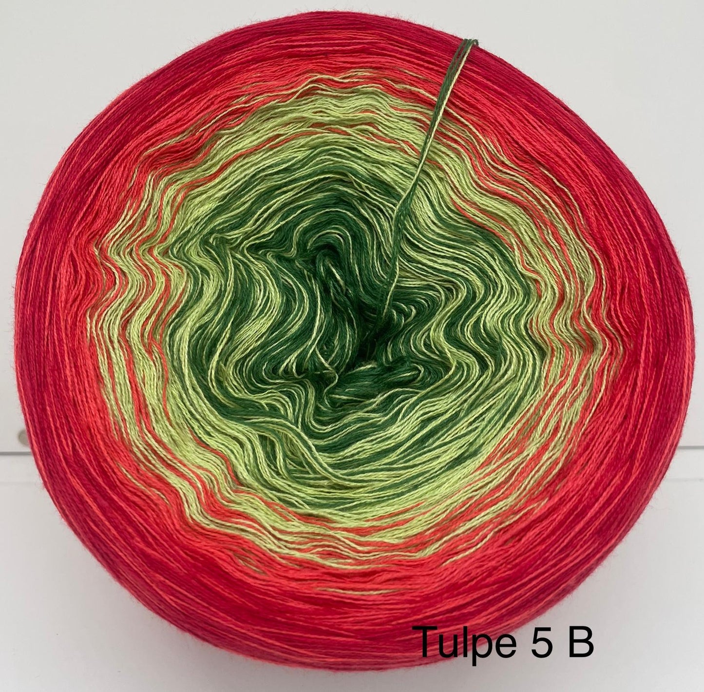 Tulpe 5 B