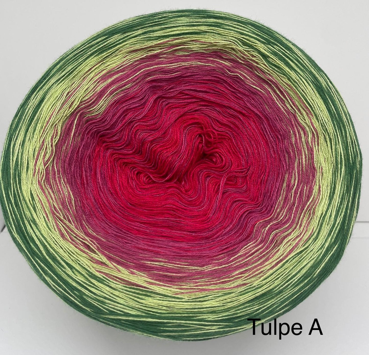 Tulpe 5 A