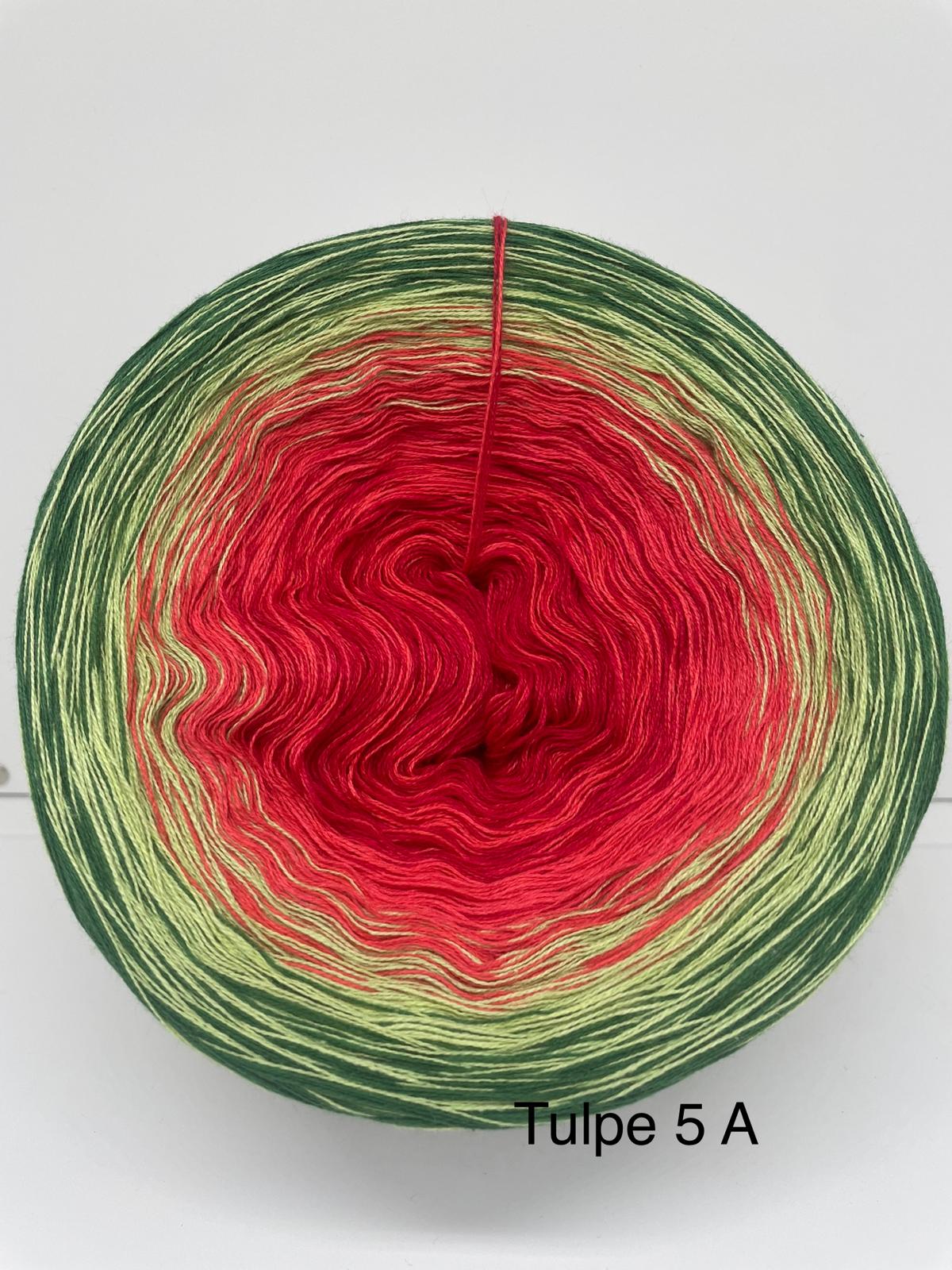 Tulpe 5 A