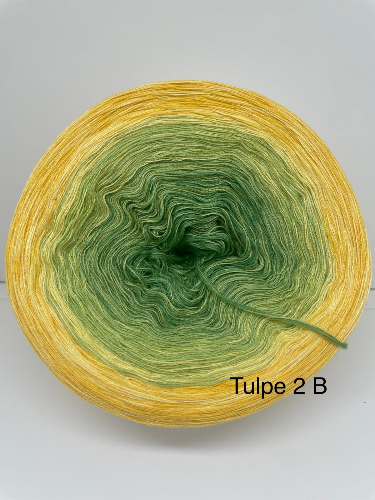 Tulpe 2 B