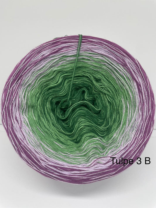 Tulpe 3 B