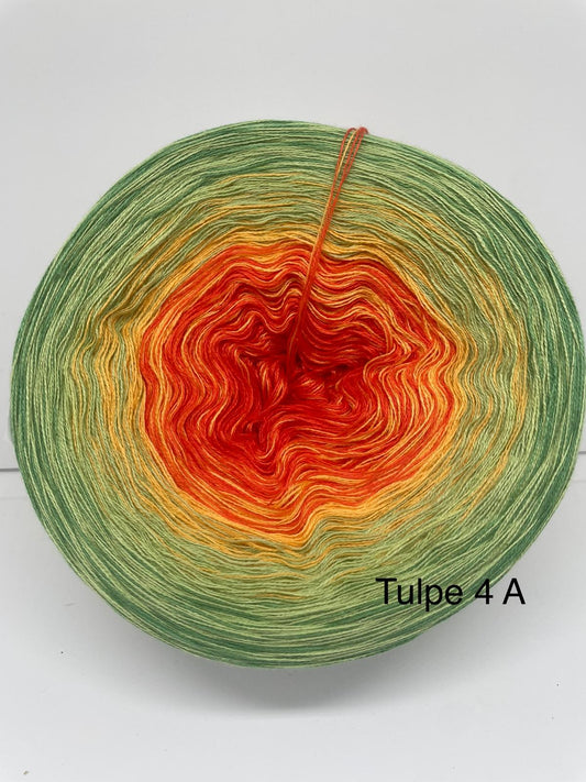 Tulpe 4 A