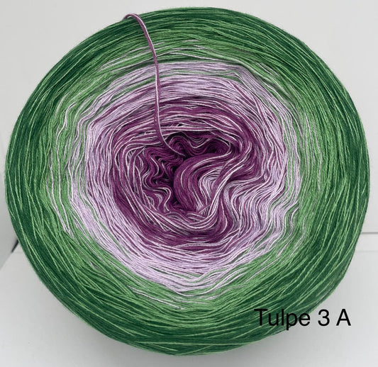 Tulpe 3 A